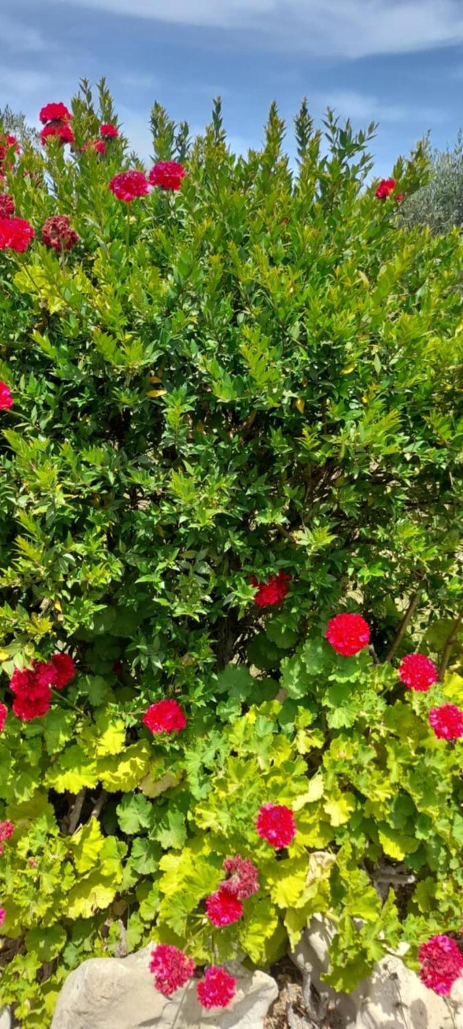 Vasilikí Sunshine Villa מראה חיצוני תמונה